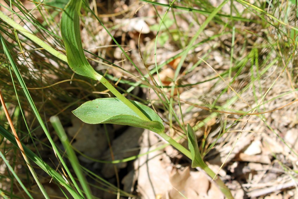 Epipactis helleborine